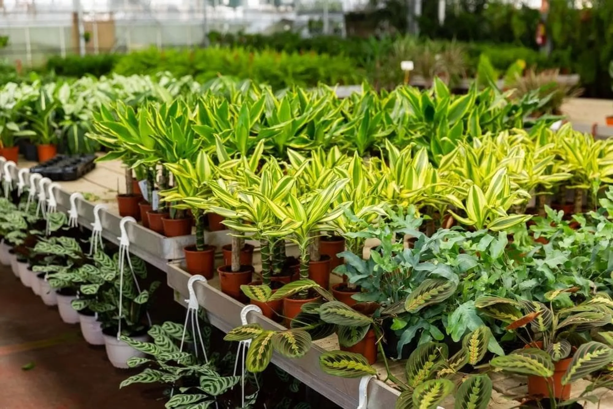 Selección de Plantas Ornamentales