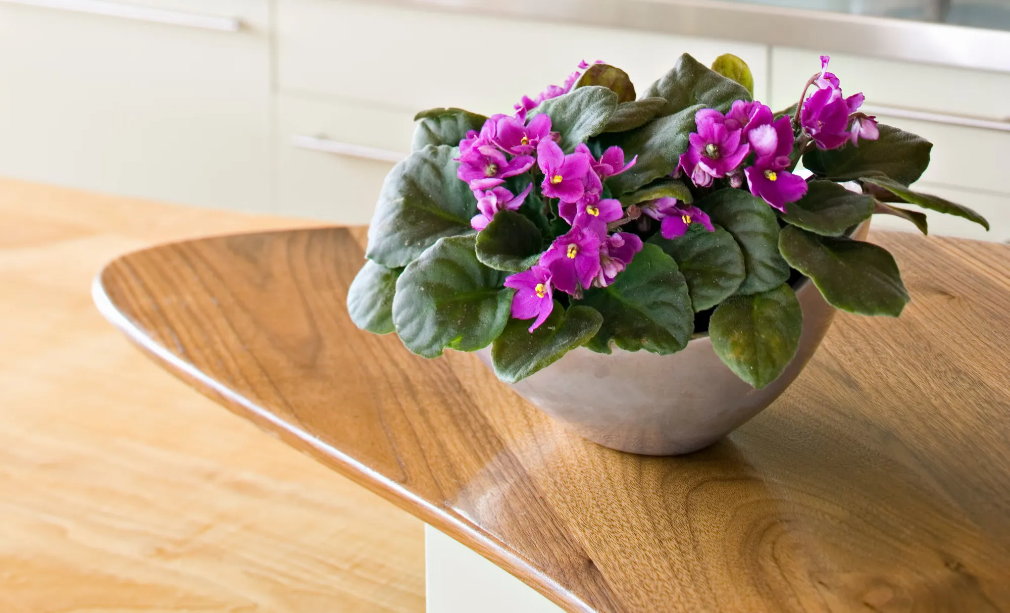 Interiorismo y Decoración Integral